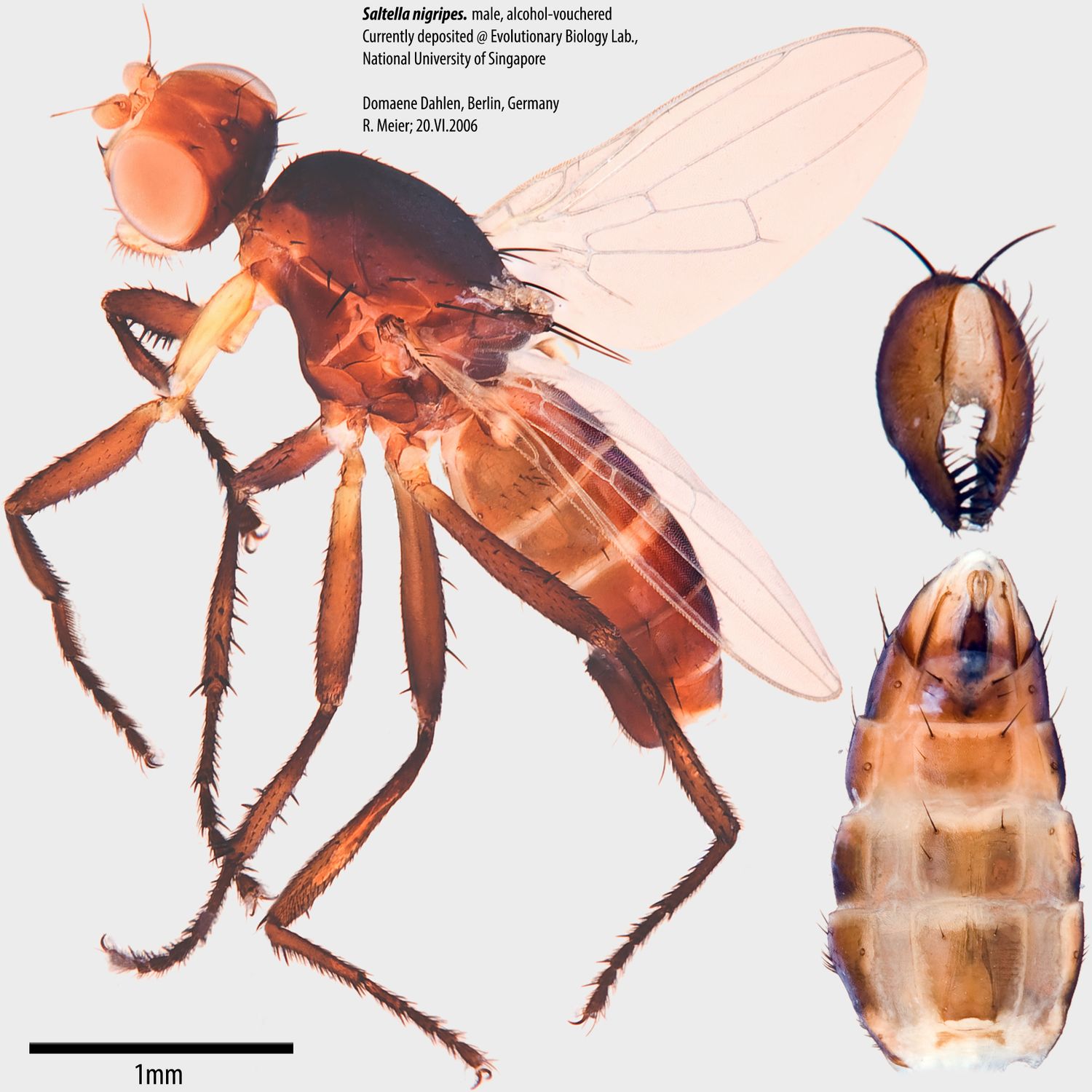 Specimen Photo Medium Resolution