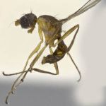 Sepsidae-000124-limnetica