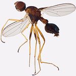 Sepsidae-000066-papuana