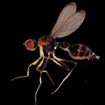 Sepsidae-000036-butikensis