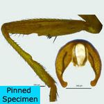Sepsidae-000156-basifera