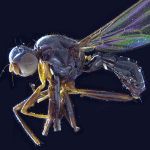 Sepsidae-000034-umbrifer