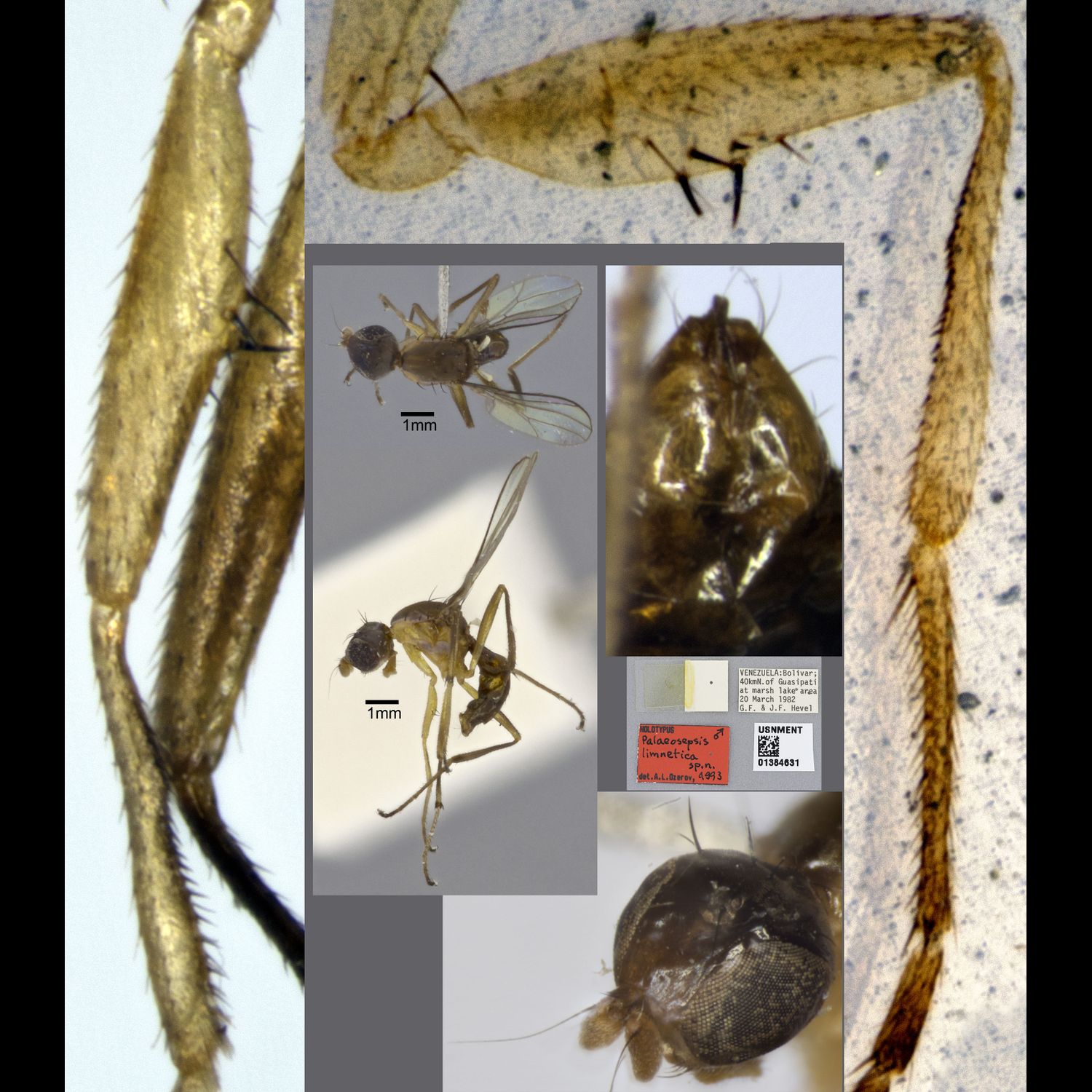 Specimen Photo Medium Resolution