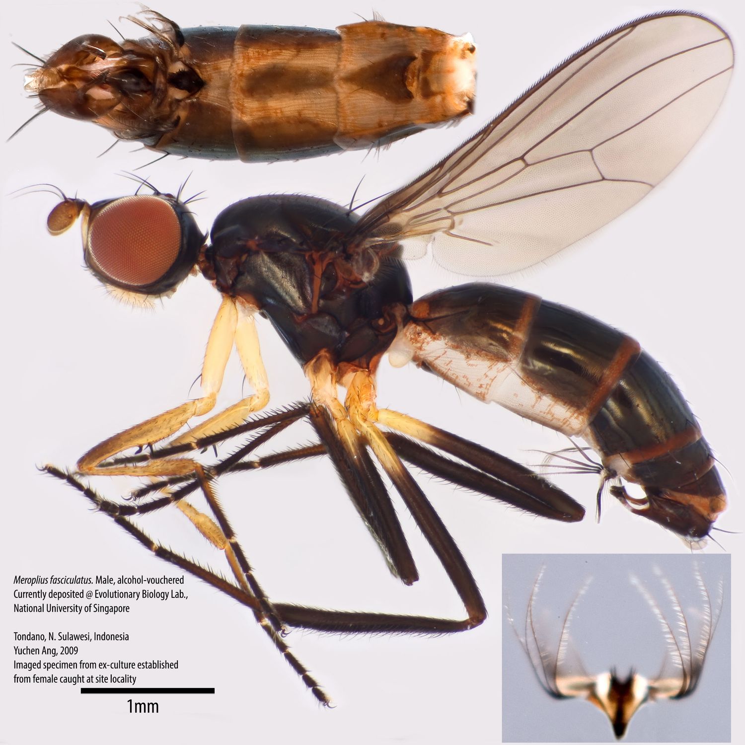 Specimen Photo Medium Resolution