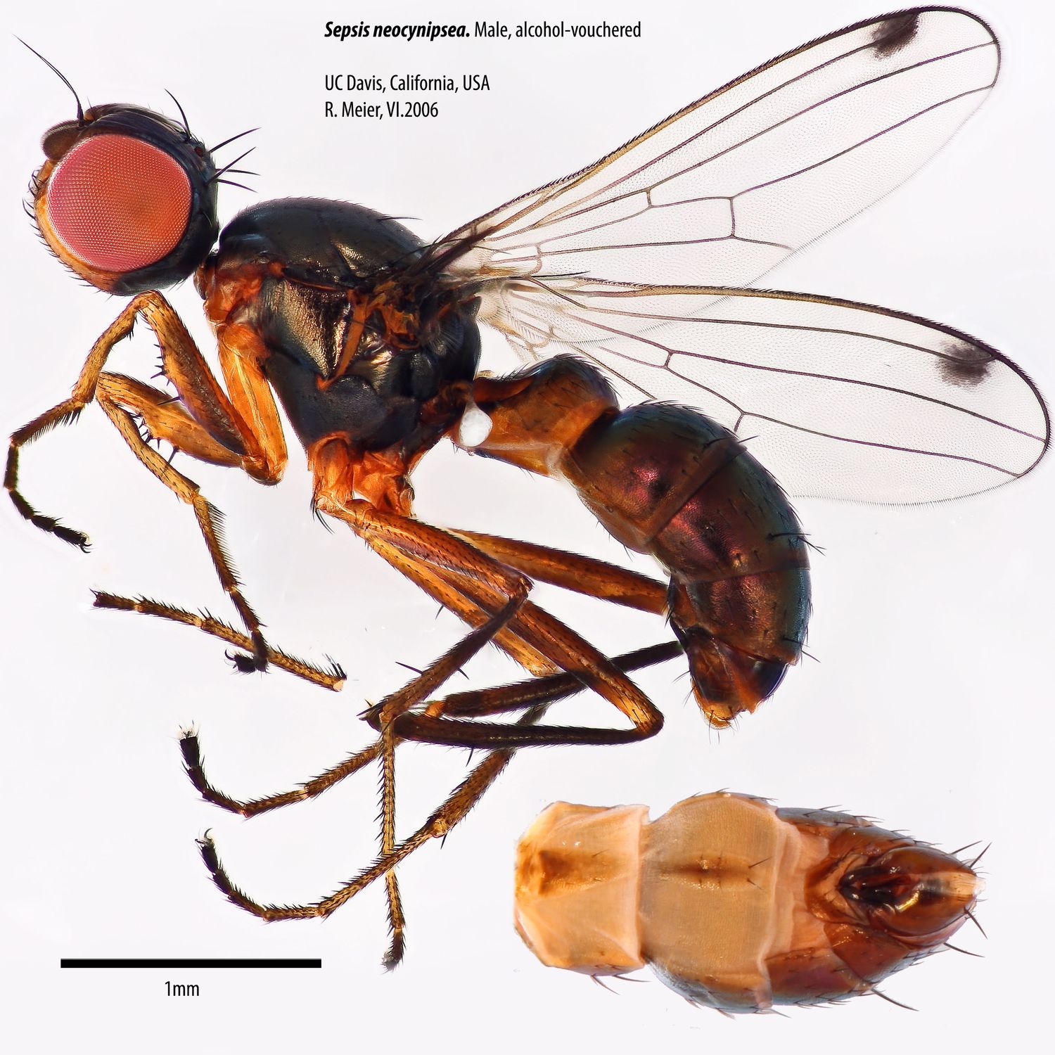 Specimen Photo Medium Resolution