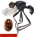 Sepsidae-000165-akuminambili