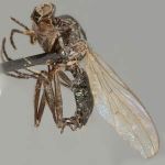 Sepsidae-000314-mongolica