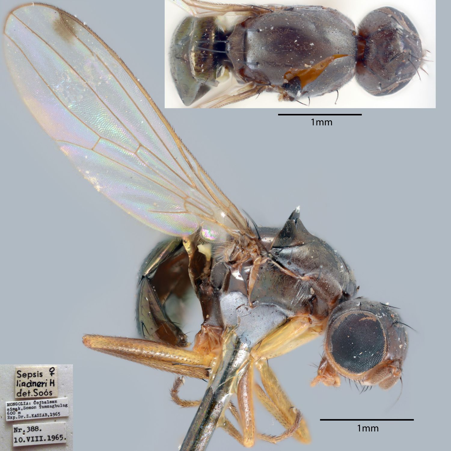 Specimen Photo Medium Resolution