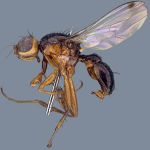 Sepsidae-000287-validiseta