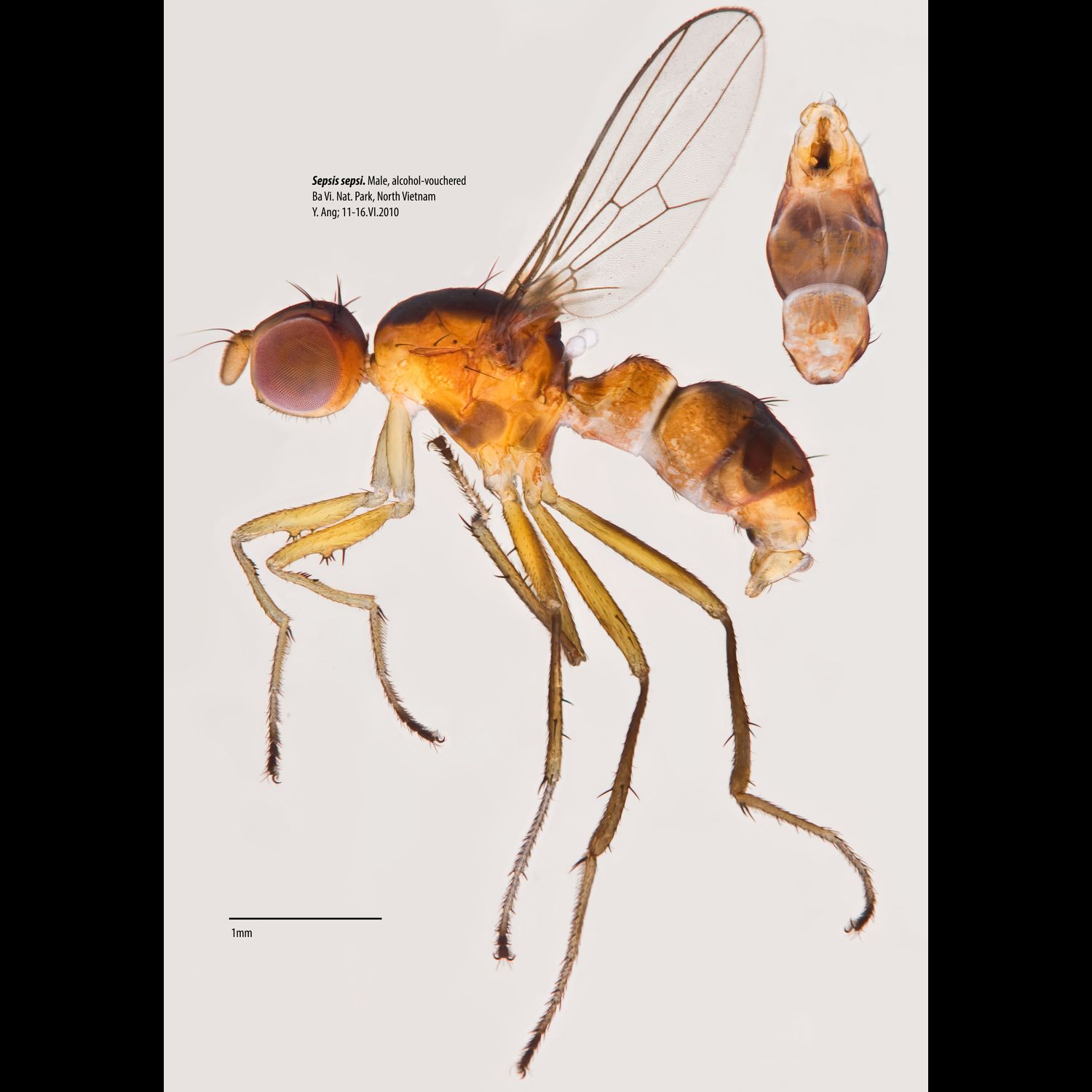 Specimen Photo Medium Resolution