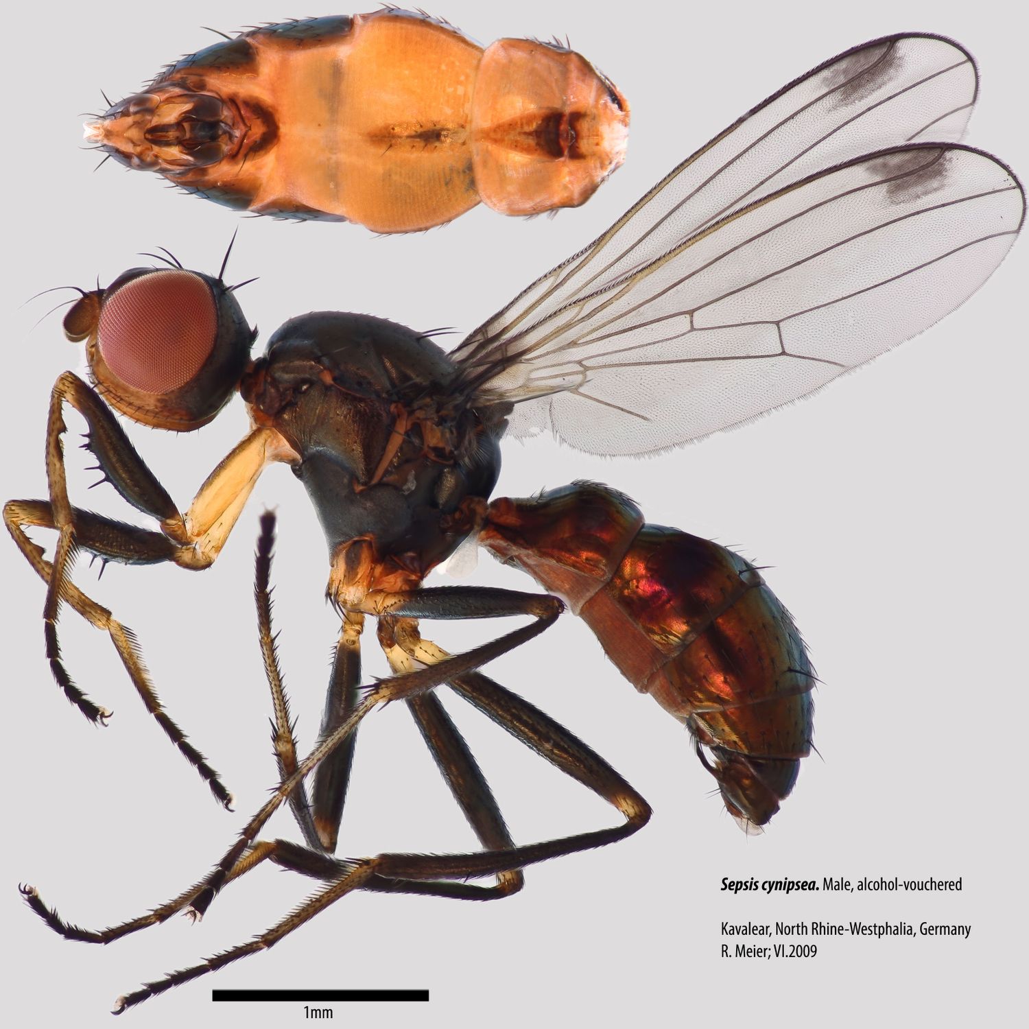 Specimen Photo Medium Resolution