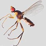 Sepsidae-000139-speiseri