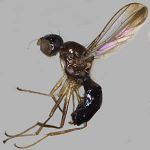 Sepsidae-000127-simplicula