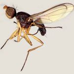 Sepsidae-000104-hastiferoides