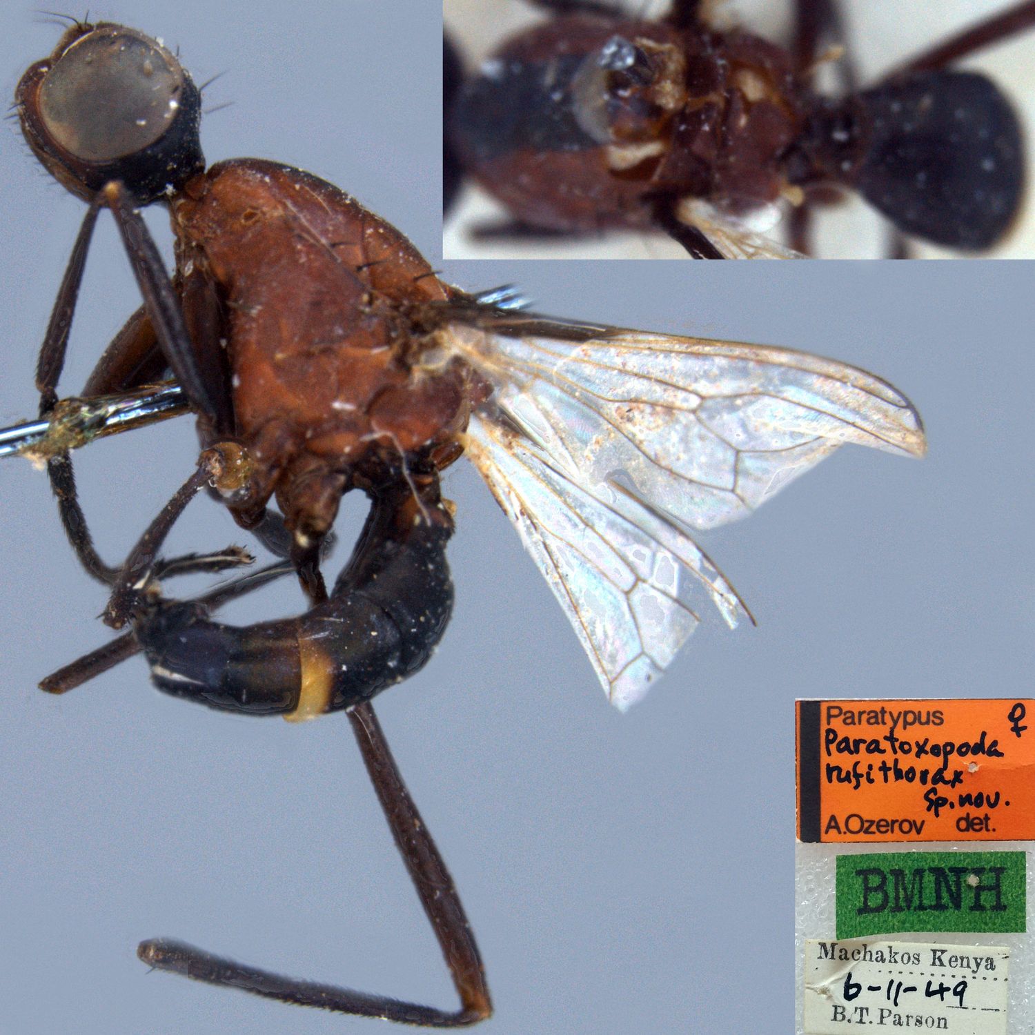 Specimen Photo Medium Resolution