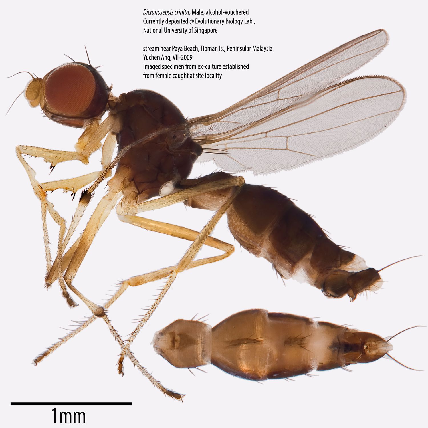 Specimen Photo Medium Resolution