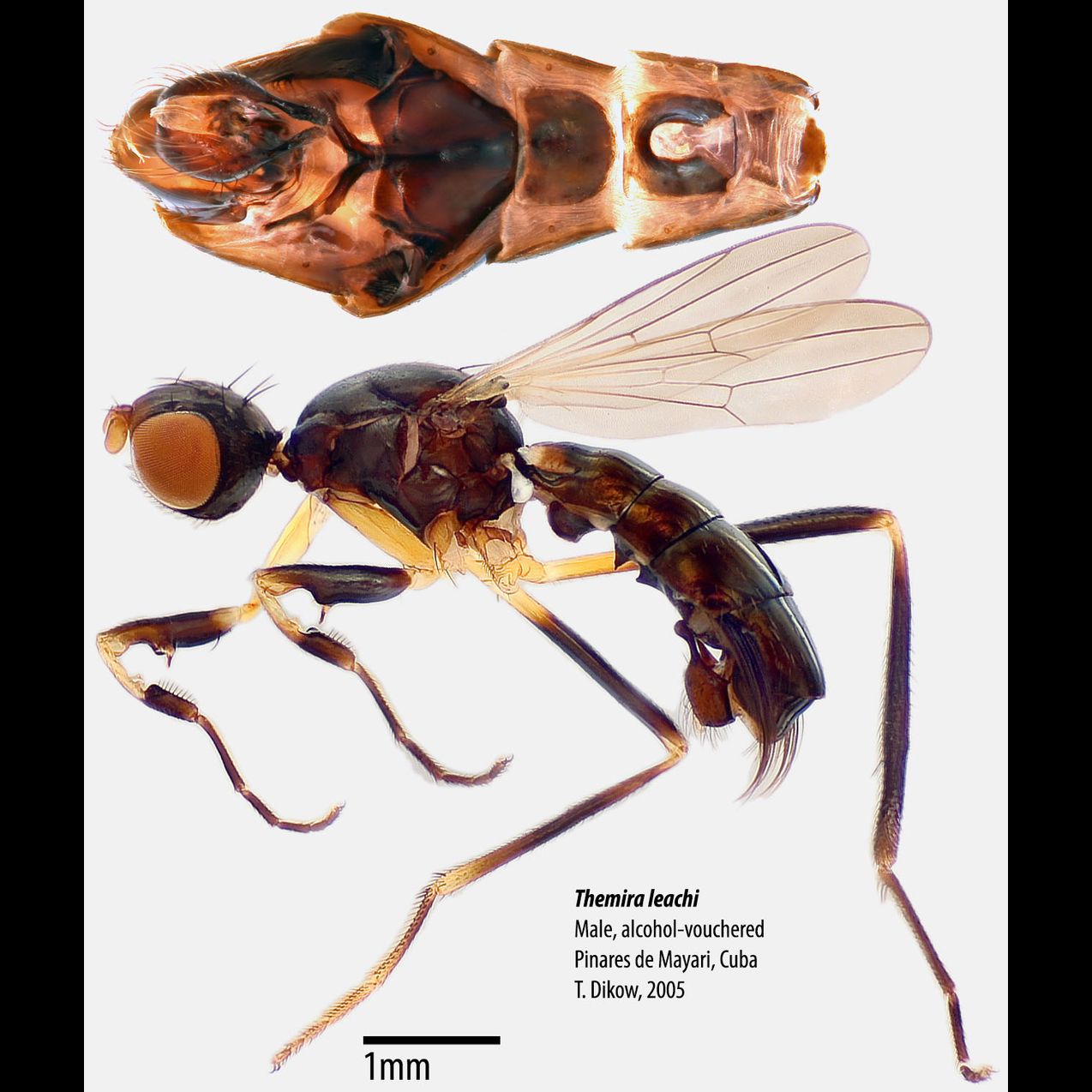 Specimen Photo Medium Resolution