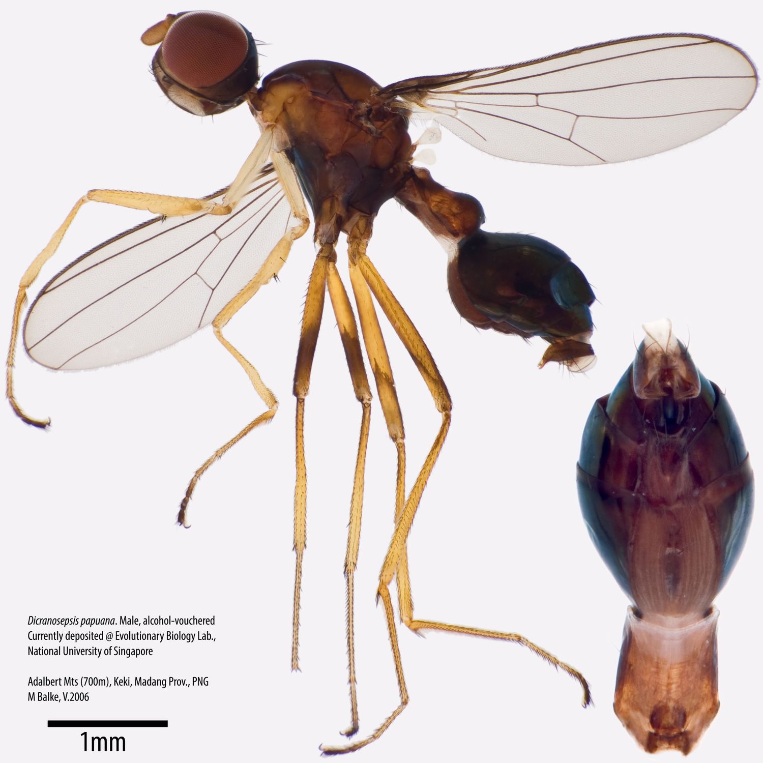 Specimen Photo Medium Resolution