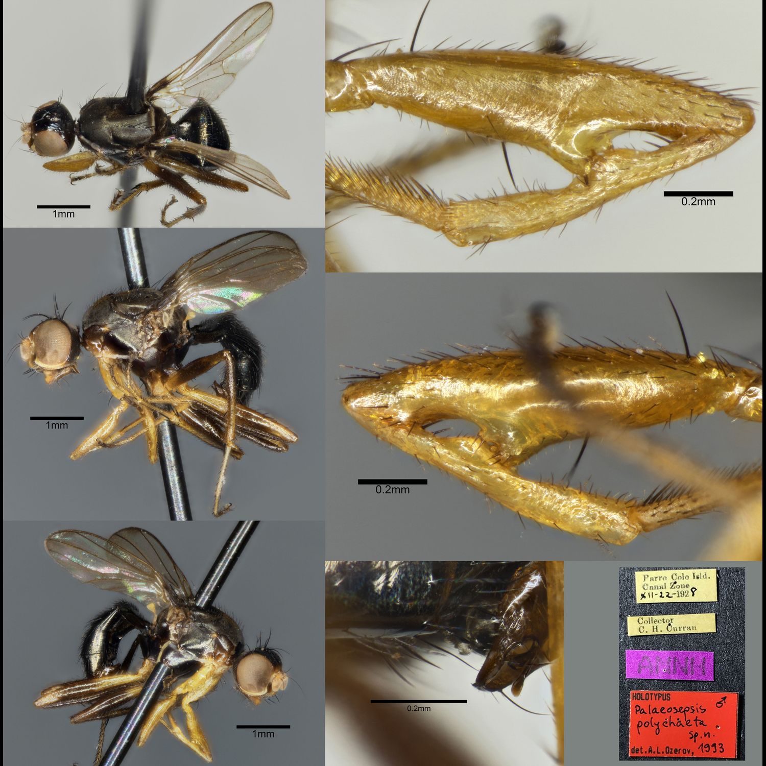 Specimen Photo Medium Resolution