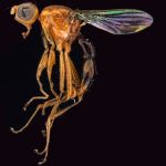 Sepsidae-000215-bigemmis