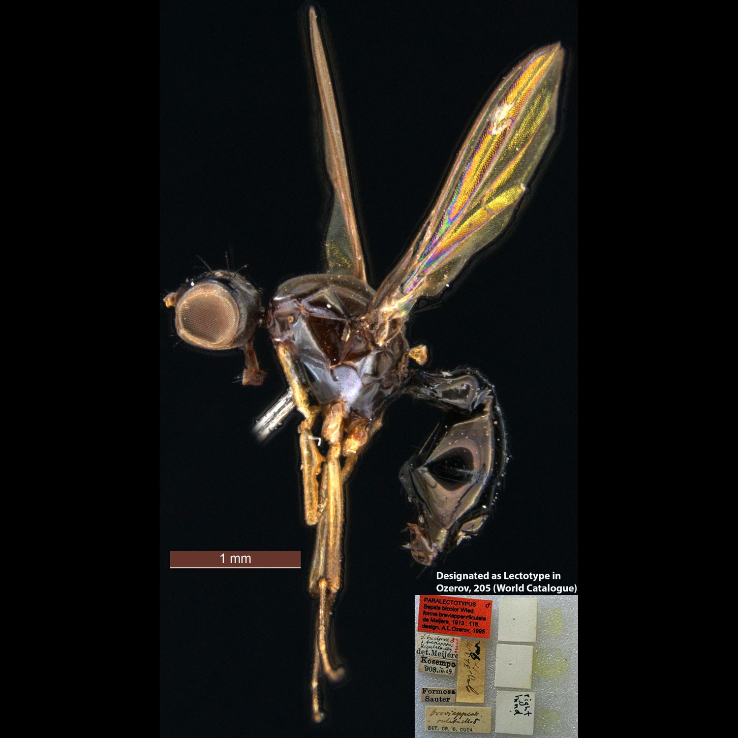 Specimen Photo Medium Resolution