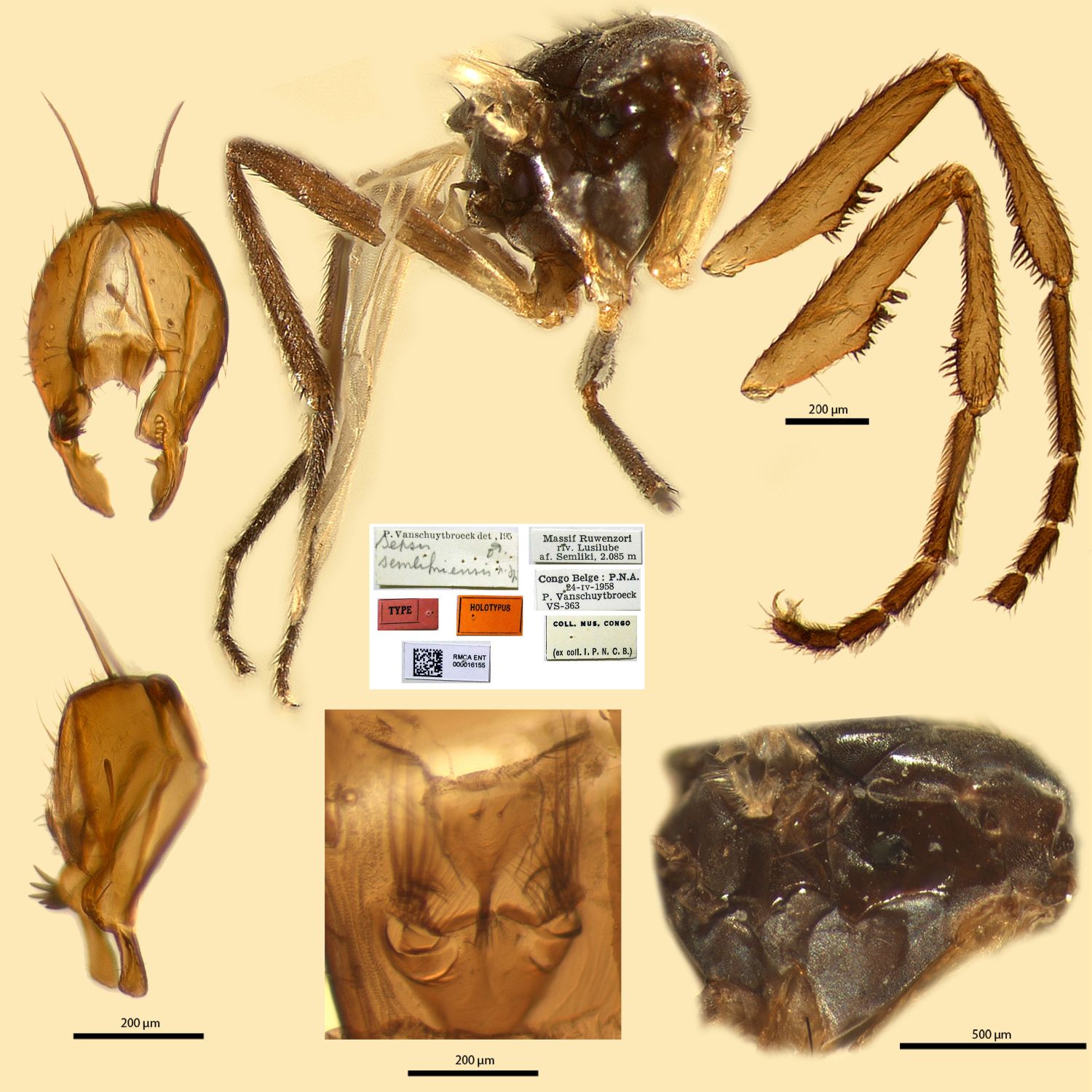 Specimen Photo Medium Resolution