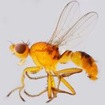 Sepsidae-000229-frontalis