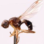 Sepsidae-000252-macrochaetophora