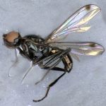 Sepsidae-000267-pamirensis