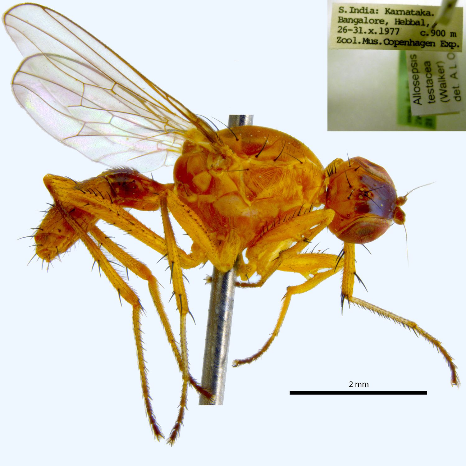 Specimen Photo Medium Resolution