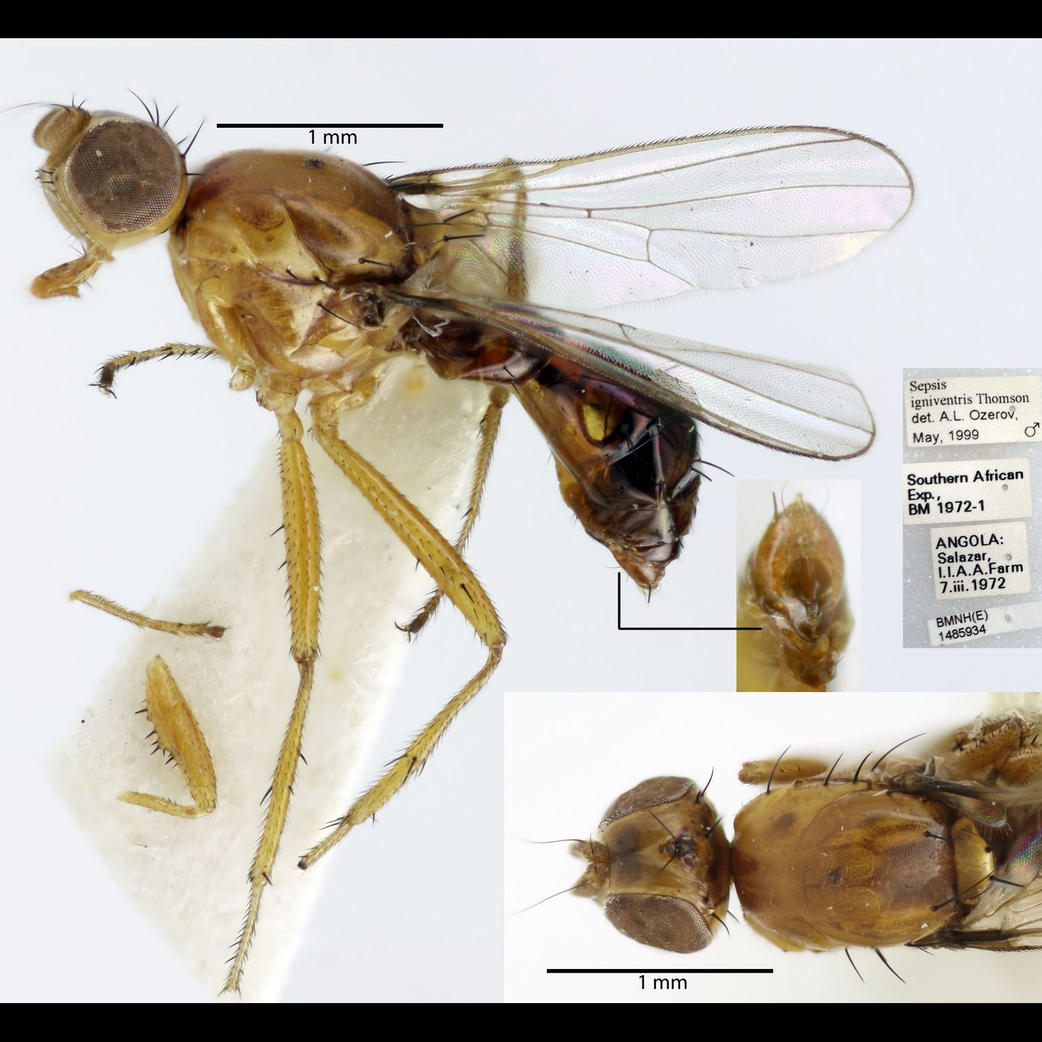 Specimen Photo Medium Resolution