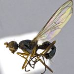 Sepsidae-000312-mexicana