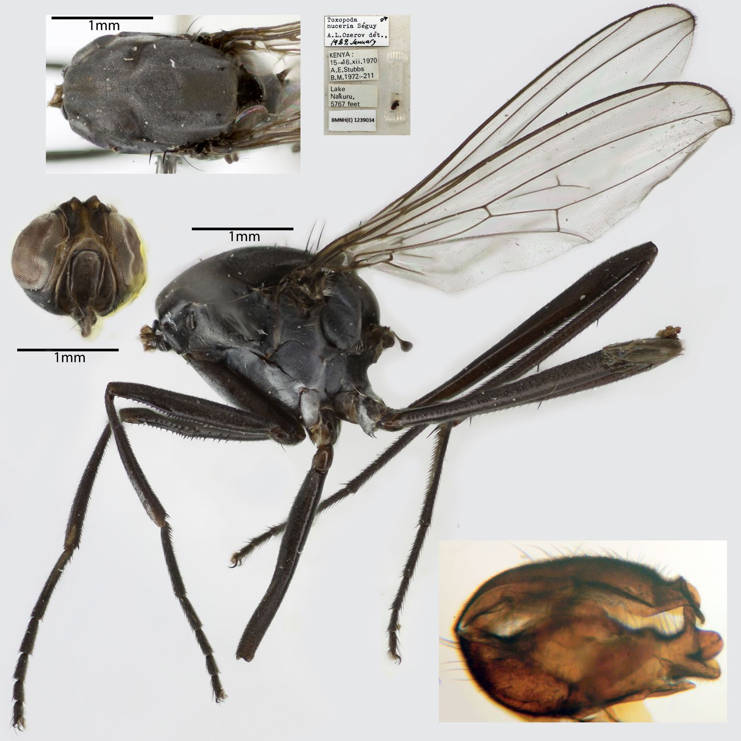 Specimen Photo Medium Resolution