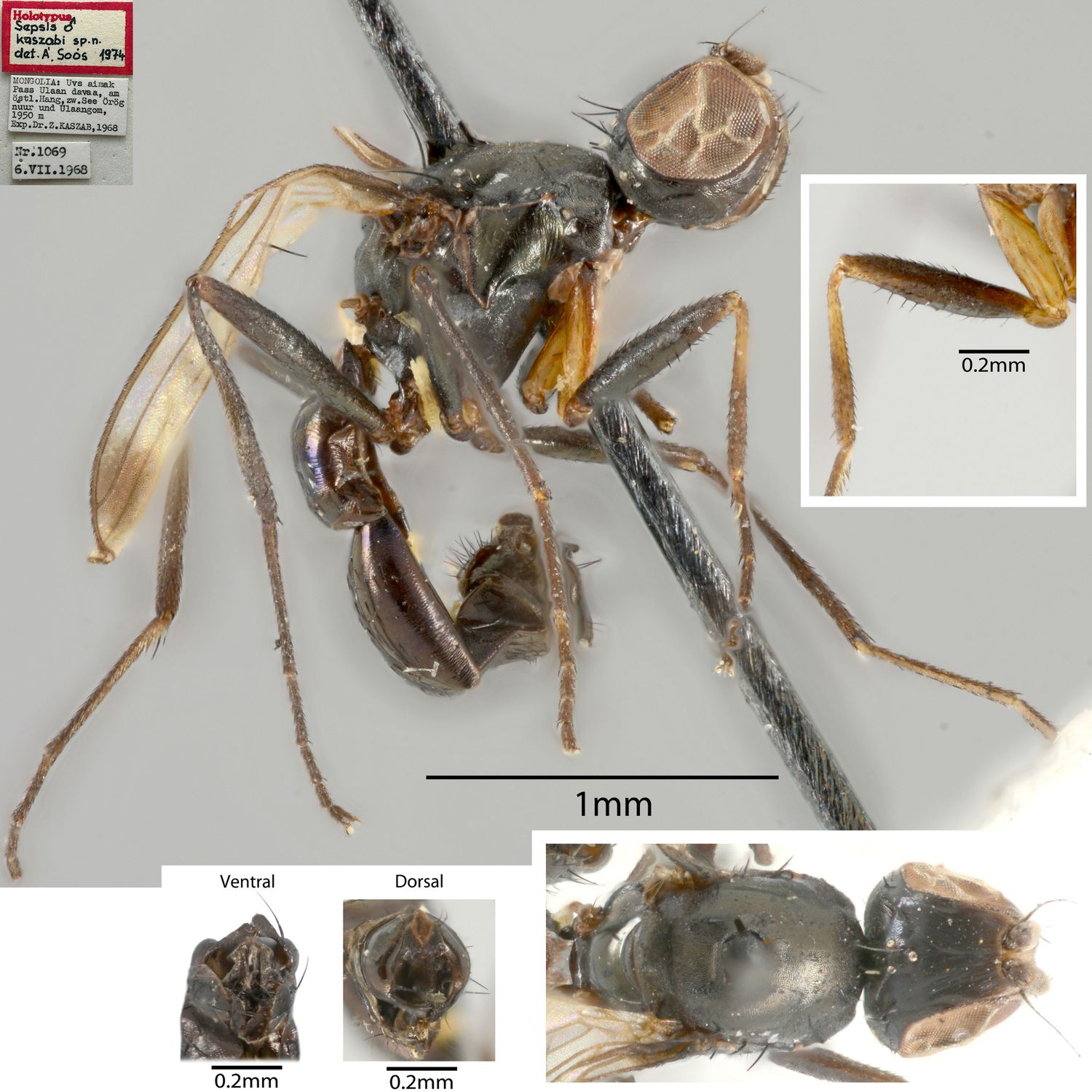 Specimen Photo Medium Resolution