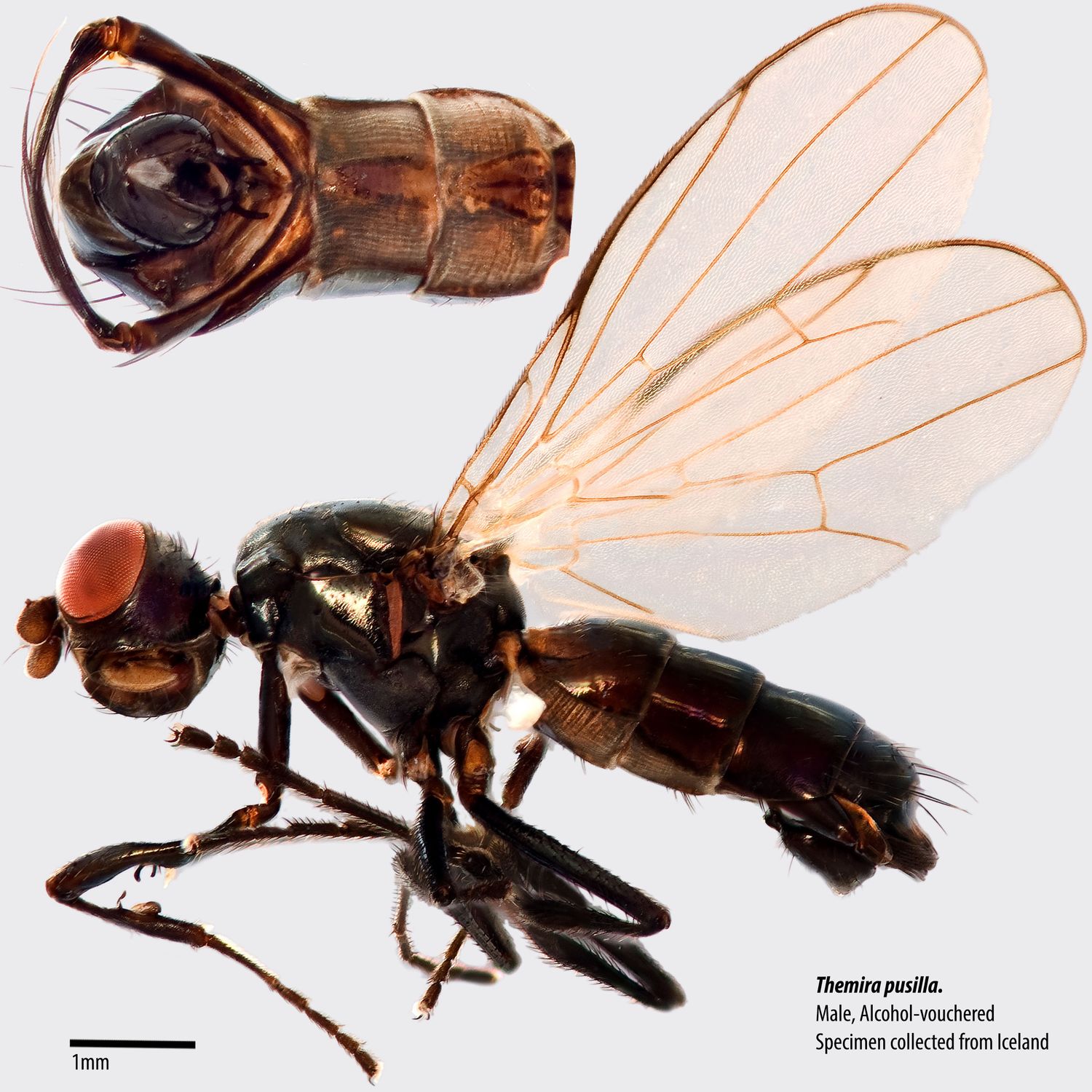 Specimen Photo Medium Resolution