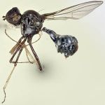 Sepsidae-000044-pilifemur