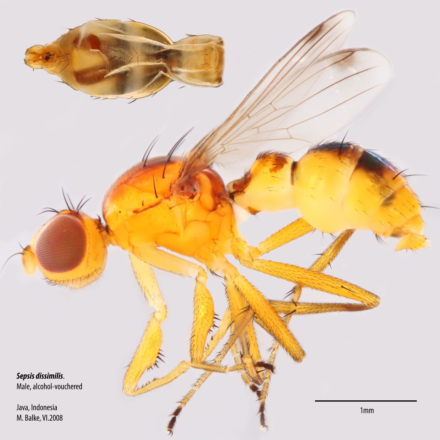 Specimen Photo Medium Resolution