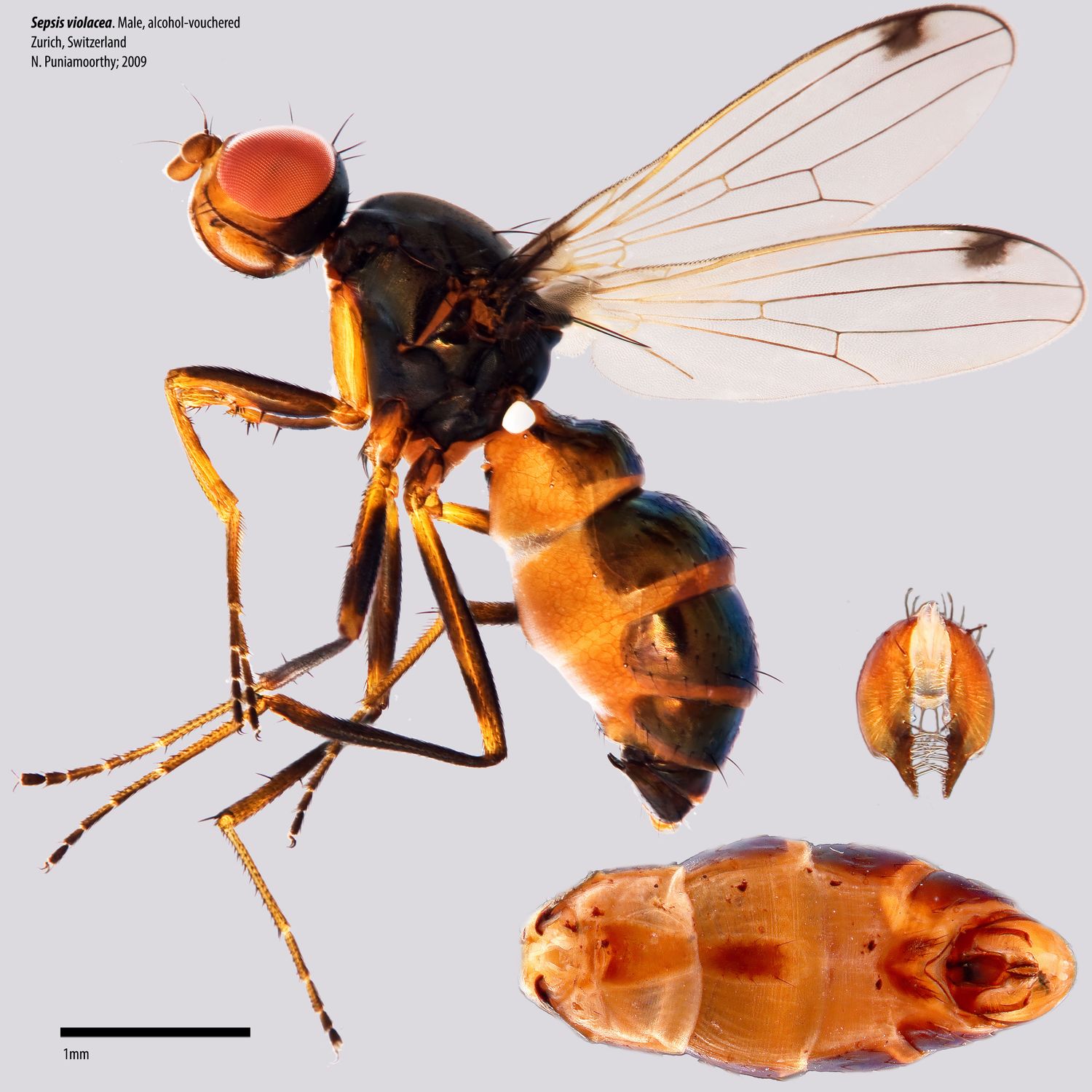 Specimen Photo Medium Resolution