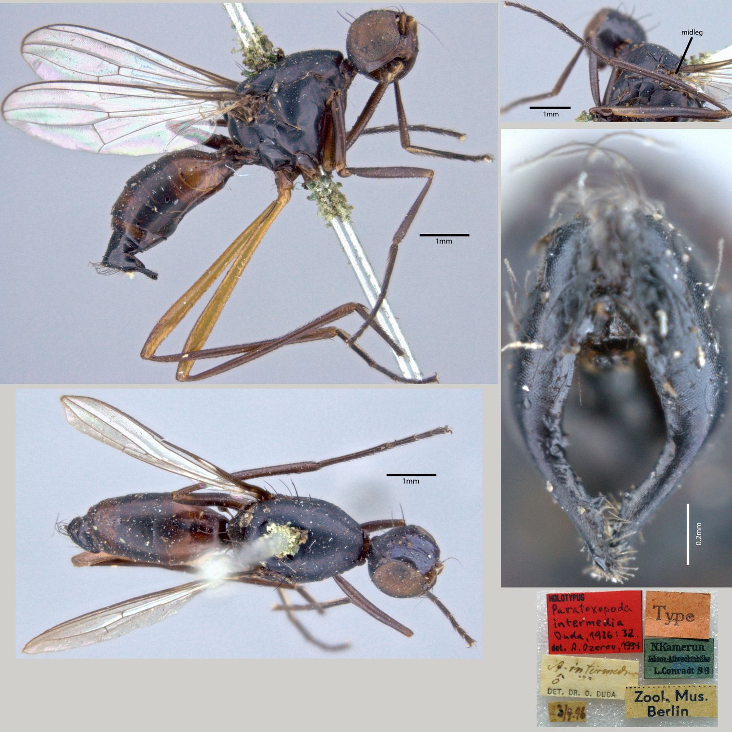 Specimen Photo Medium Resolution