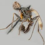 Sepsidae-000240-kaszabi