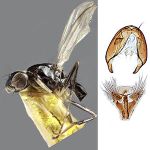 Sepsidae-000093-africana