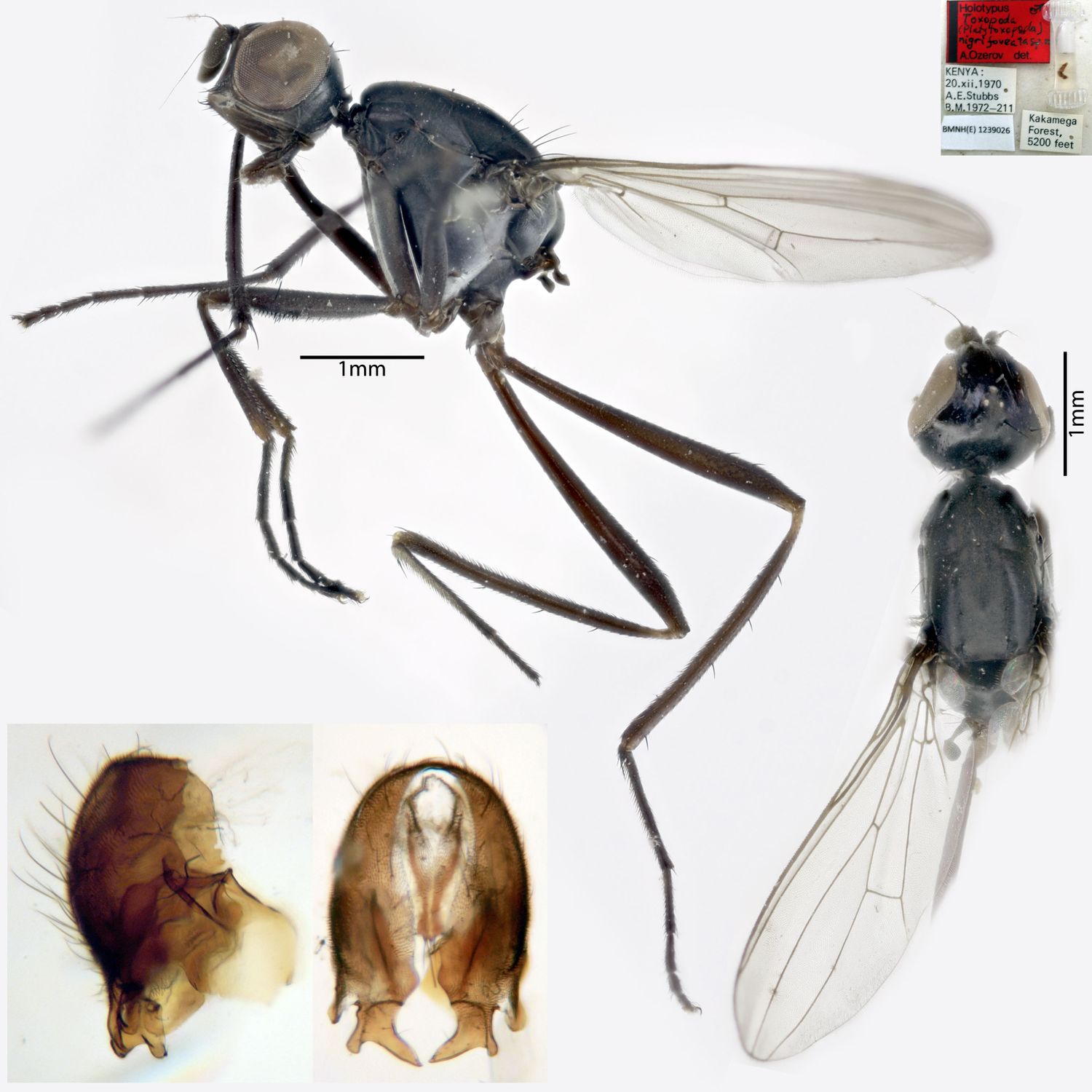 Specimen Photo Medium Resolution