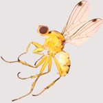 Sepsidae-000209-arotrolabis