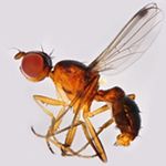 Sepsidae-000274-pyrrhosoma