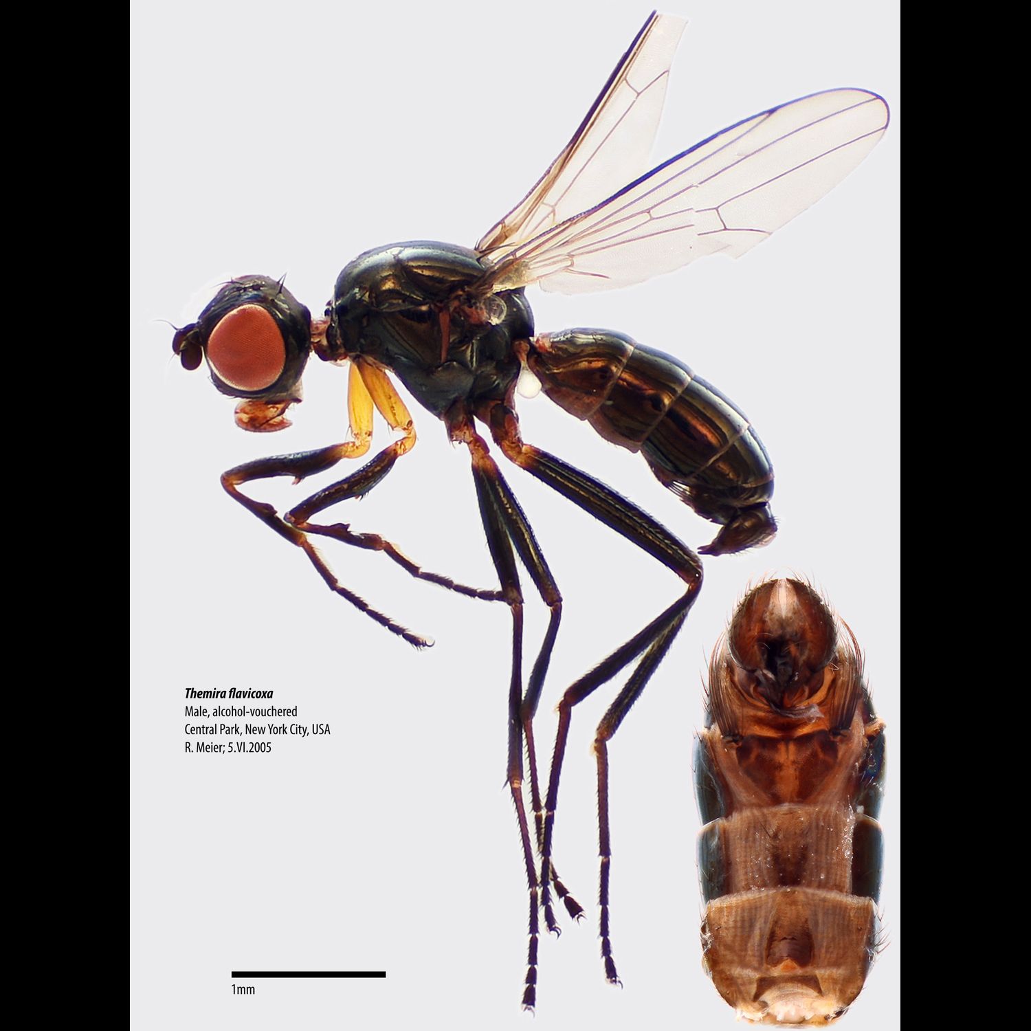 Specimen Photo Medium Resolution