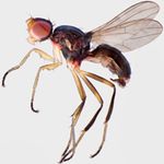 Sepsidae-000033-pusio