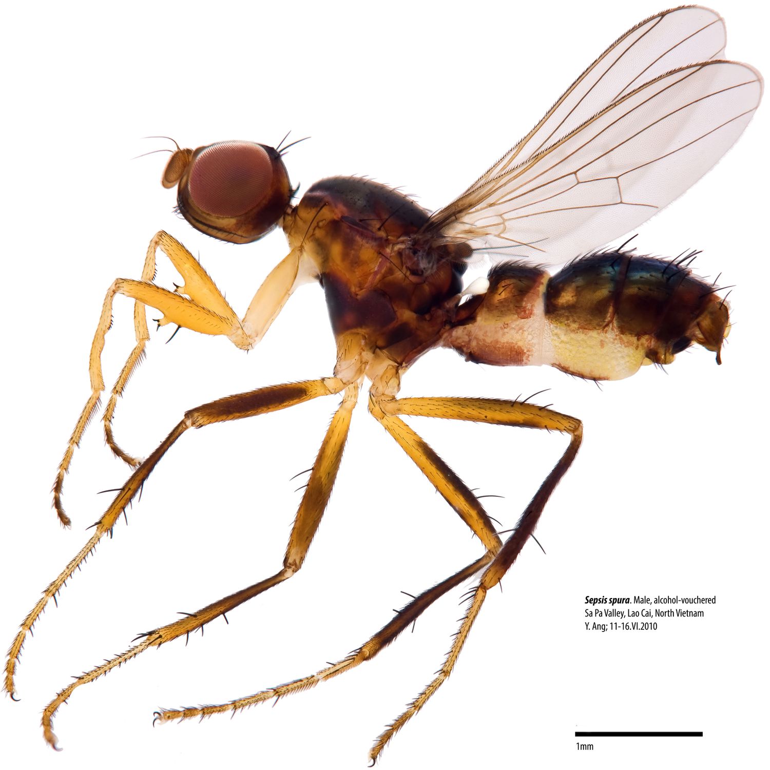 Specimen Photo Medium Resolution