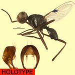 Sepsidae-000178-kilinderensis