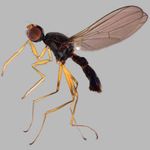 Sepsidae-000068-planitarsis