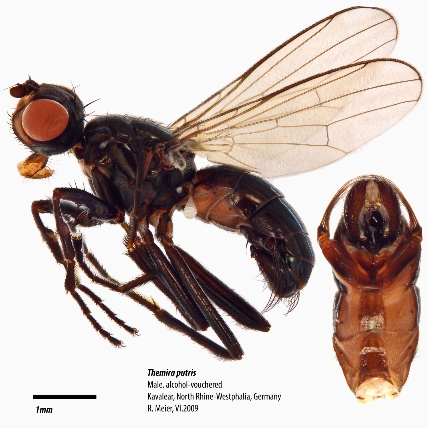 Specimen Photo Medium Resolution